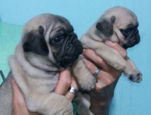 CACHORROS PUG CARLIÑO