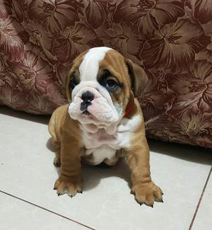 Cachorro bulldog inglés