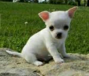 Cachorros Chihuahuas Toys Blancoos