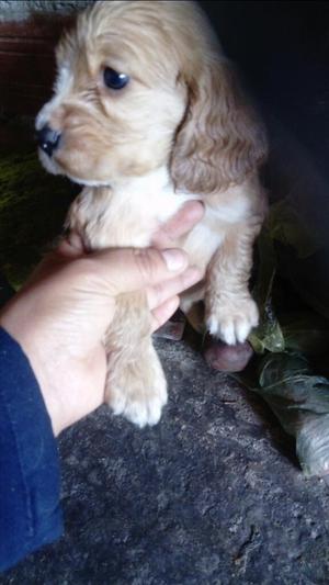 Cachorros Cocker Spaniel. Telf: