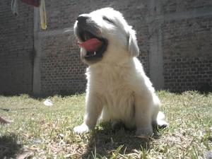 Cachorros Golden Retriever