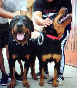 Cachorros Rottweilers