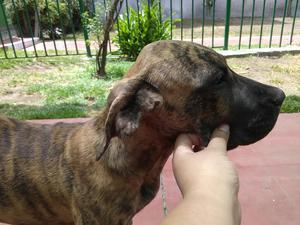 Dogo Presa Canario