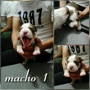 Fusion X Bully