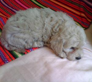 Hermosos Poodle..!!!