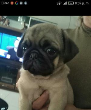 Pug Cachorro