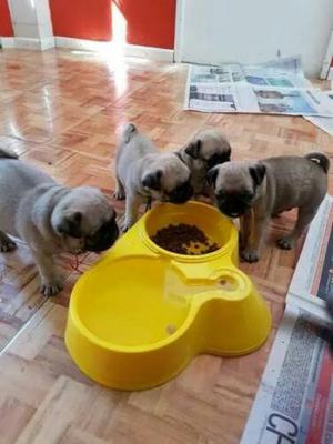 Pug Carliño en Venta