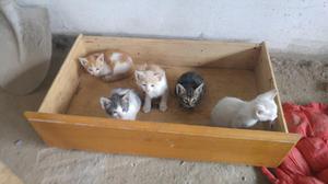 Regalo Gatitos