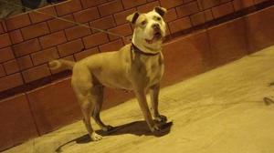 Remate de Cachorros Pitbulls