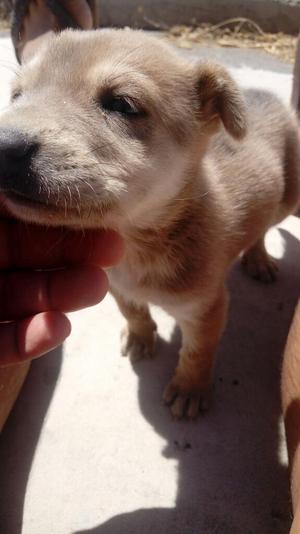 Se Da en Adopcion Cachorrita