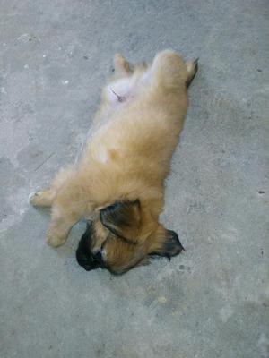 Se Vende Cachorros Pekines