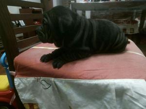 Shar Pei Cachorra