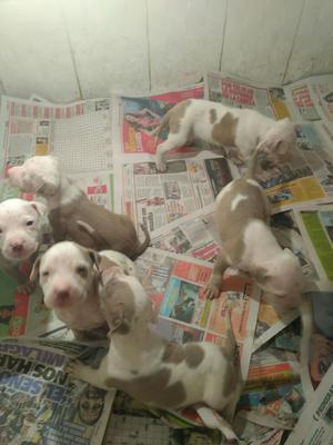 Vendo Cachorros Pitbull