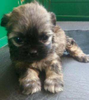 Vendo Unica Cachora Shihtzu