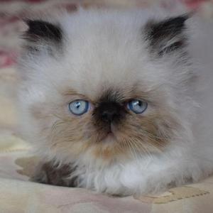 Vendo hermosos gatitos persas extremos punto azul.