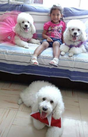 Venta de Cachorros Poodle..