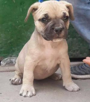 cachorro american bully