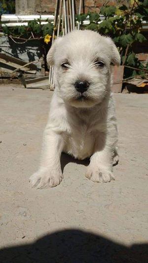 hermoso cachorro schnauzer blanco macho