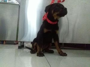 rottweiler: hermosos cachorros de 3 meses