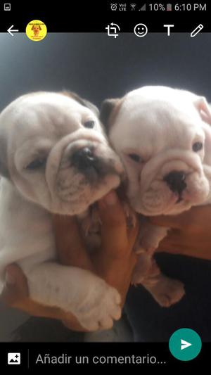 Cachorros Bulldog Ingles 