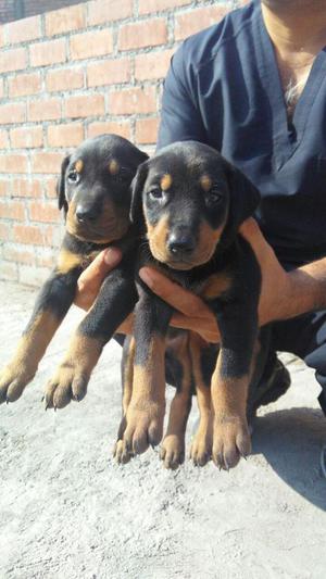 Dobermans Cachorros