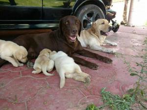 EN OCACION VENDO MIS CACHORRITOS LABRADOR PADRES PRESENTES