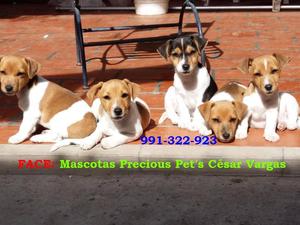 Juguetones Jack Russell Terrier Patas Cortas Argentinos