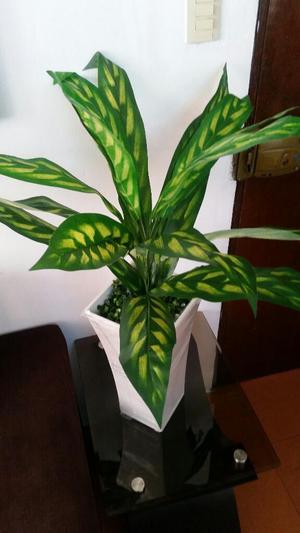 Planta Decorativa Nueva