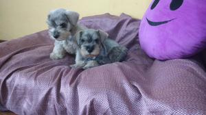 Cachorros Schnauzer Plateado