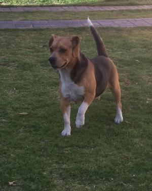 Beagle Busca Novia en Arequipa