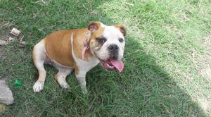 Bulldog Hembrade6meses