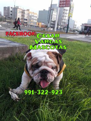 CACHORRAZOS BULLDOG INGLES FULLPEDEDRE