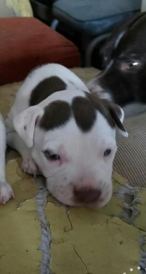 Cachorras Pitbull Linea Red Nouse