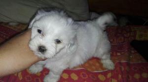 Cachorritos Bichon Maltes