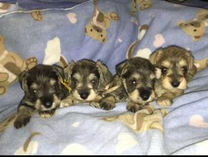 Cachorritos Schnauzer