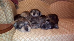 Cachorritos Schnauzer en Venta