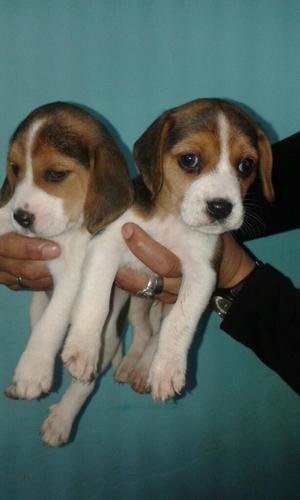 Cachorros Beagle Hijos de Supercan