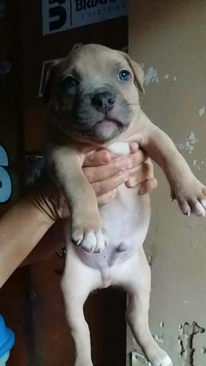 Cachorros Bully X Fusion Thiago X Gretha