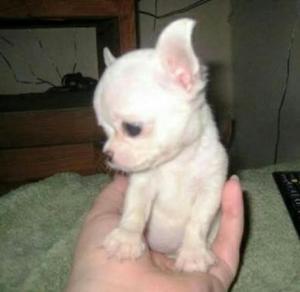 Cachorros Chihuahuas Blancos Miniaturas