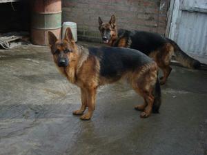 Cachorros Pastor Aleman