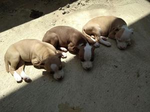 Cachorros Pitbull