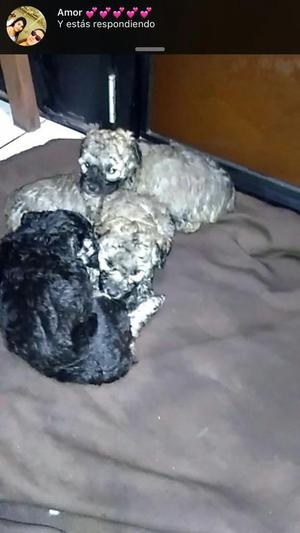 Cachorros Poodle Negro Y Chocolate