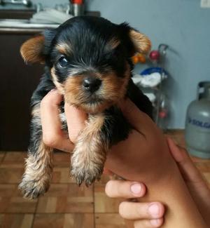 Cachorros Yorkshire Toy