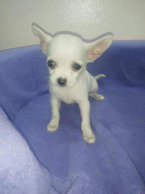 Chihuahua Toy Blanco