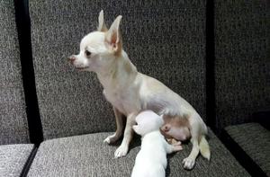 Chihuahuas Toy Hembras Color Blanco!!