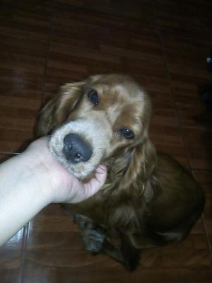 Cocker