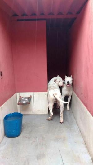 EN OCACION SE VENDEN MIS CACHORROS DOGO ARGENTINO VACUNADOS