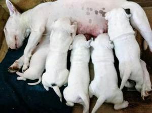 Imponentes Bull Terrier Blancos