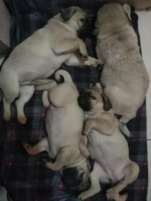 Ocasion Pug Cachorro Macho