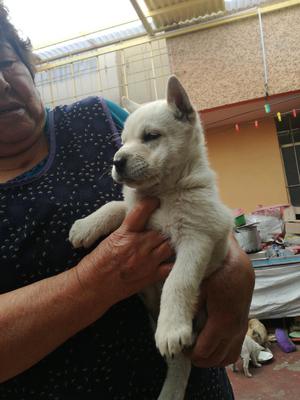 Perrito Mestizo